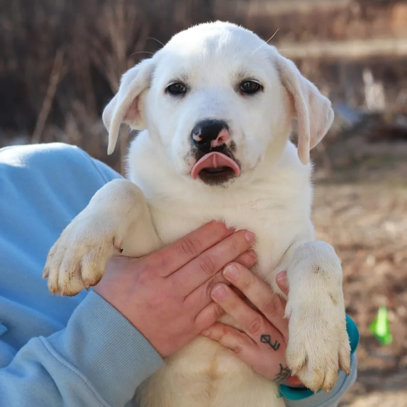 Ct Polar Avail Apr thumbnail 2