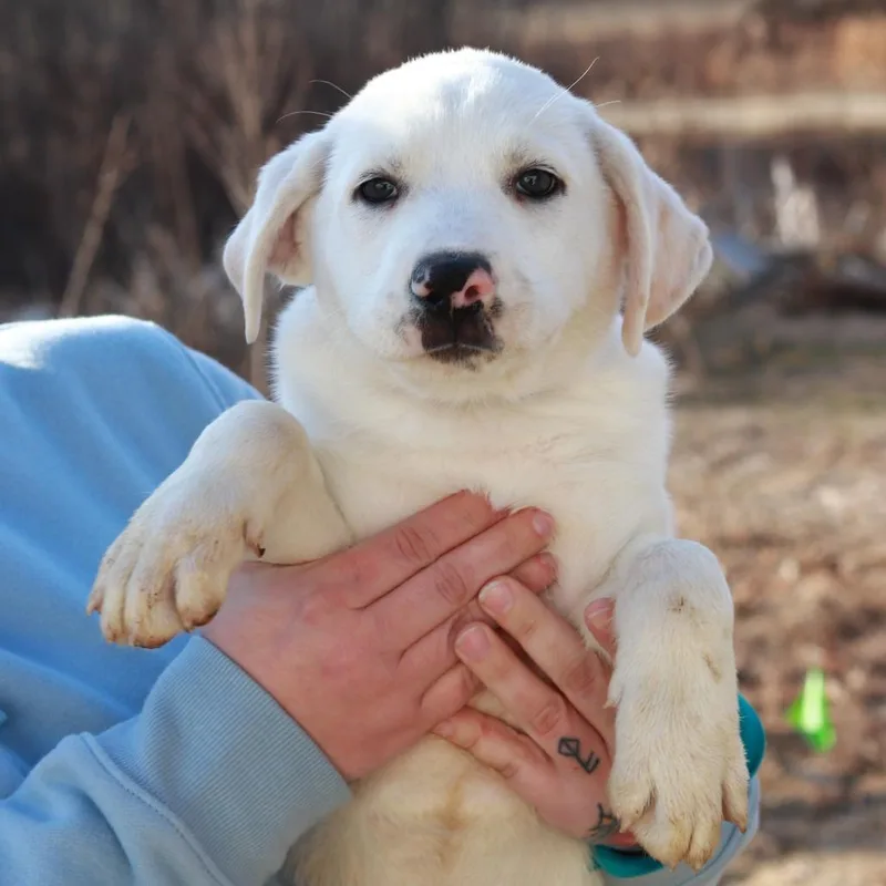 Ct Polar Avail Apr thumbnail 3