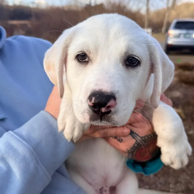 Ct Polar Avail Apr thumbnail 4