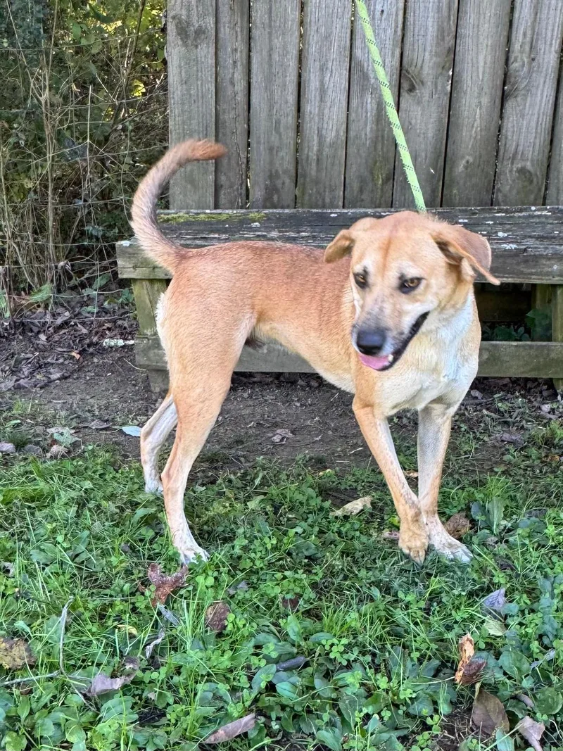 A young medium-sized male Hound dog named Max for adoption in Maynardville, TN