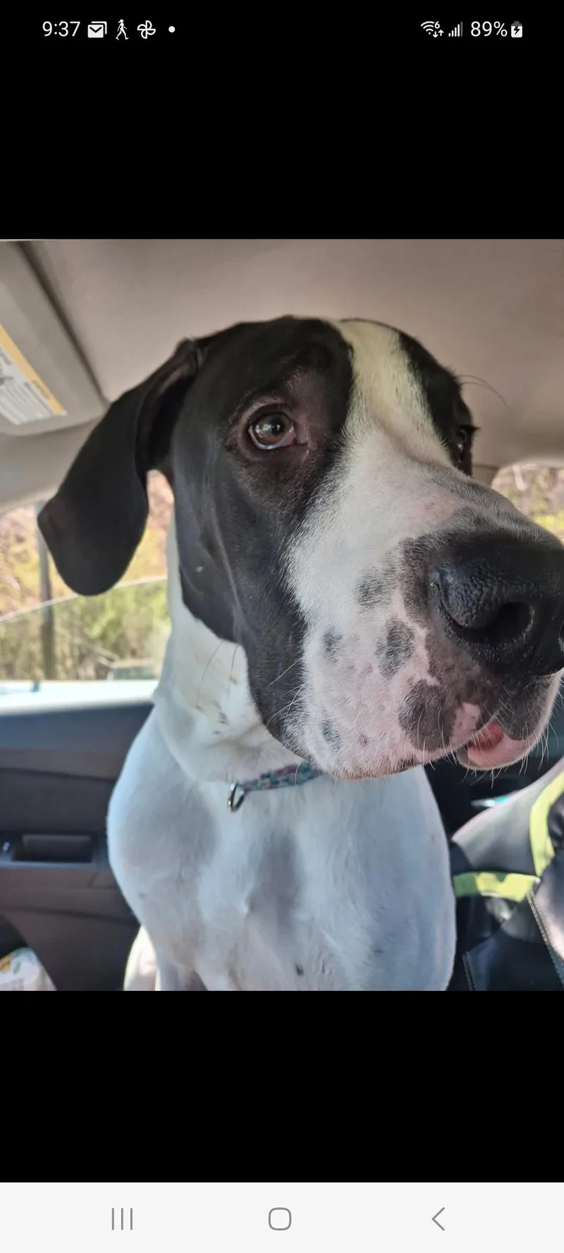 A baby extra large-sized female White / Cream Great Dane dog named Isla for adoption in Lewis Center, OH