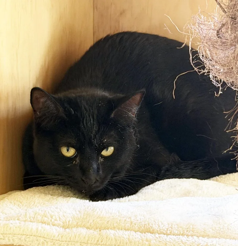 A young medium-sized female Domestic Short Hair cat named Twinkle for adoption in San Clemente, CA