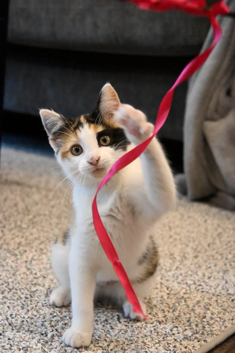 A baby medium-sized female Calico Domestic Short Hair cat named Trinket for adoption in Jefferson, WI