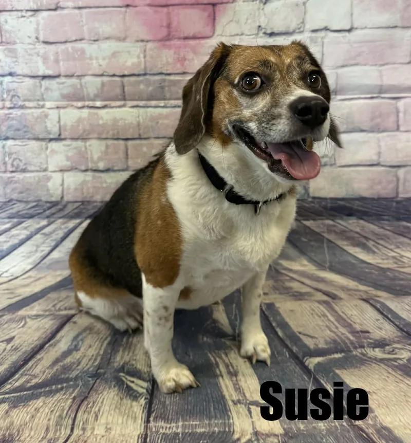 An adult small-sized female Tricolor (Brown, Black, & White) Beagle dog named Susie for adoption in Quincy, MI