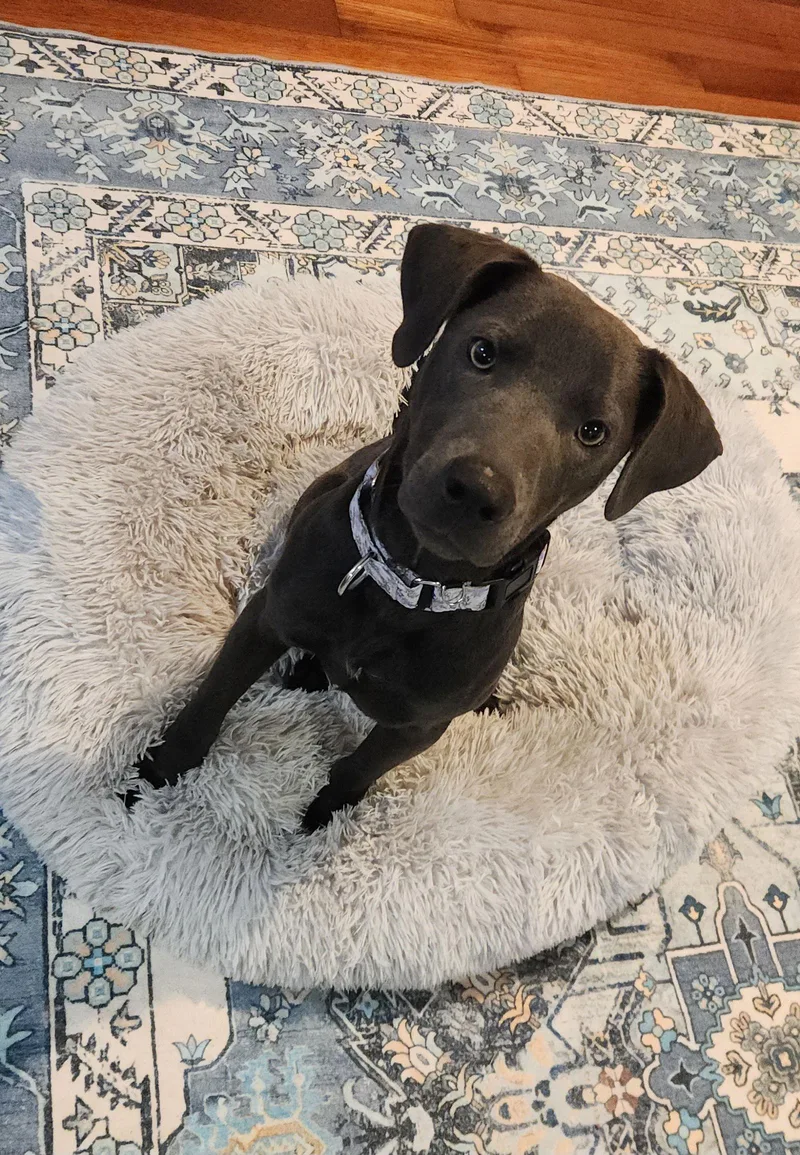 Gypsy Karl thumbnail 2