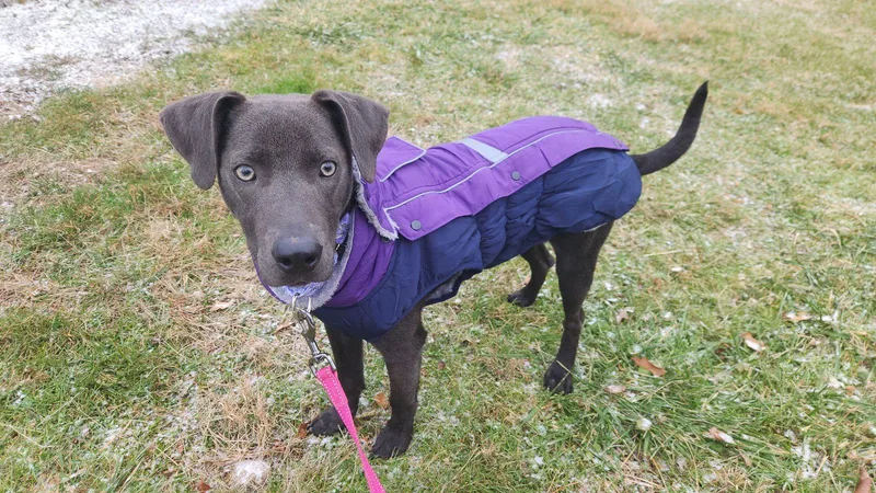 Gypsy Karl thumbnail 3