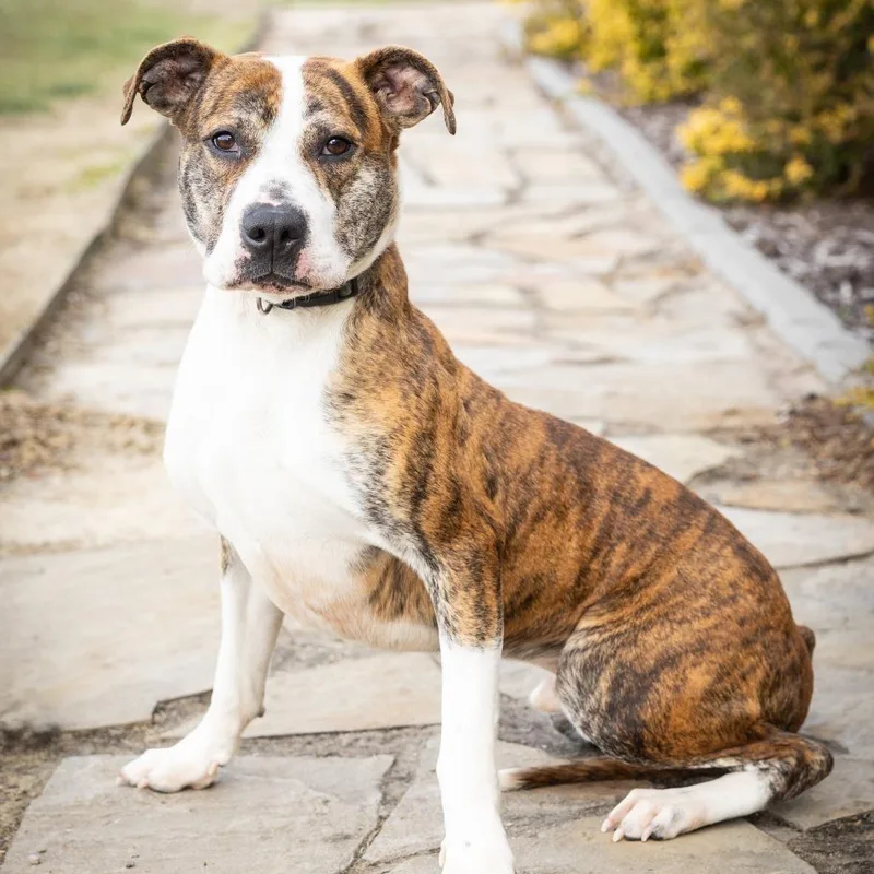 An adult medium-sized male Brindle Mixed Breed dog named Sherlock for adoption in Cape Girardeau, MO