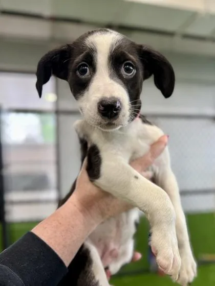 A baby small-sized male Mixed Breed dog named Ravioli for adoption in West Chester, PA