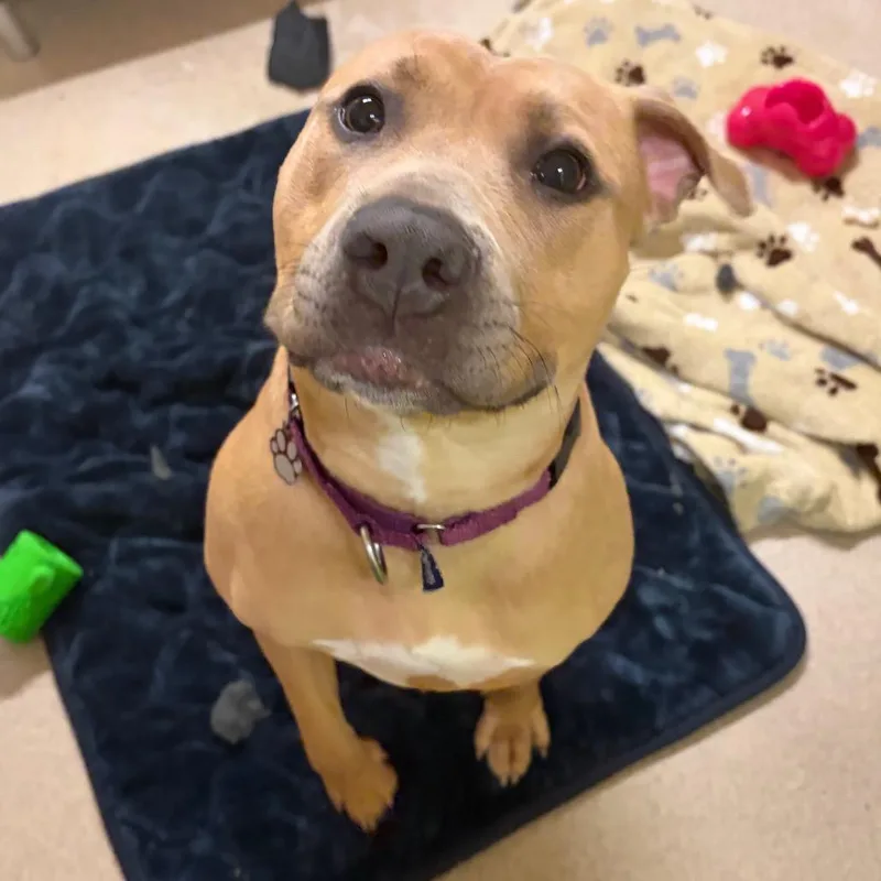 An adult medium-sized female Yellow / Tan / Blond / Fawn Mixed Breed dog named Tokyo for adoption in Waukesha, WI