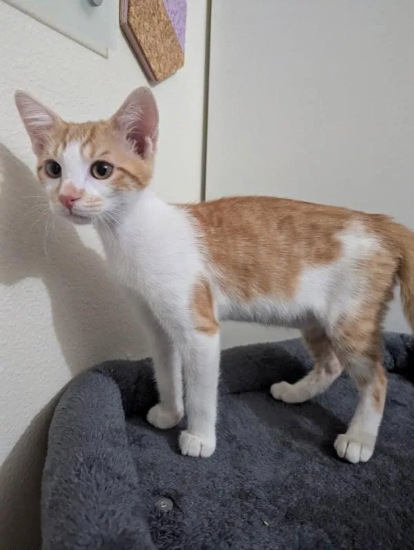 A baby small-sized male Domestic Short Hair cat named Simba for adoption in Bonsall, CA