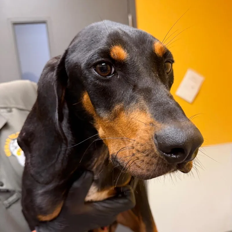 A baby medium-sized male Black Coonhound dog named Jackson for adoption in Bend, OR