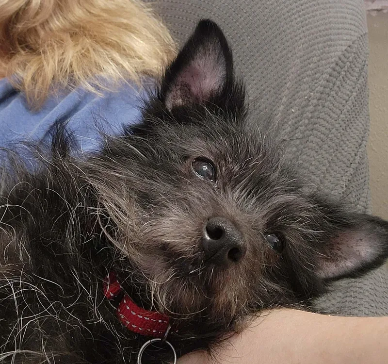 Pepper