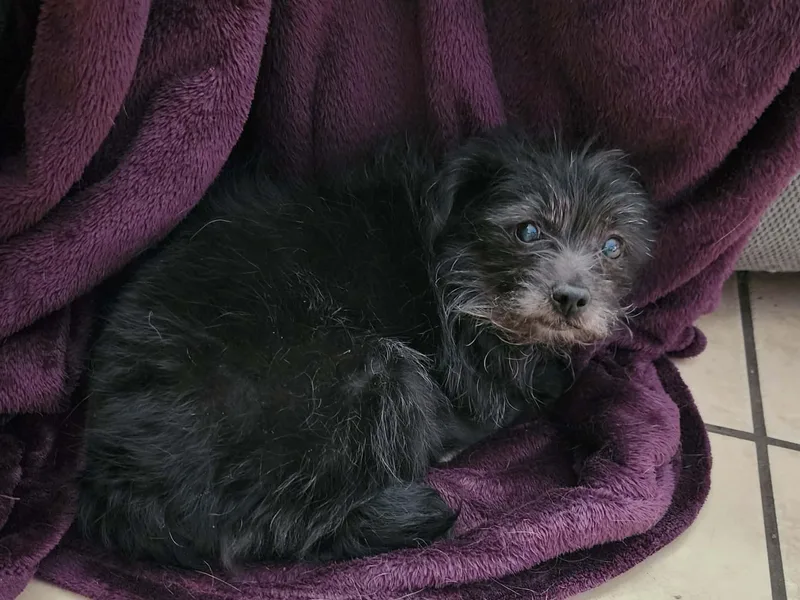 Pepper thumbnail 3