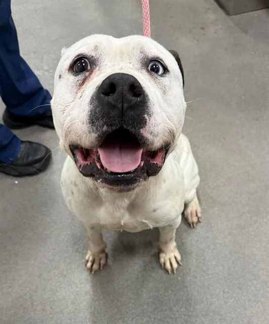 An adult large-sized male Pit Bull Terrier dog named John for adoption in Upper Marlboro, MD