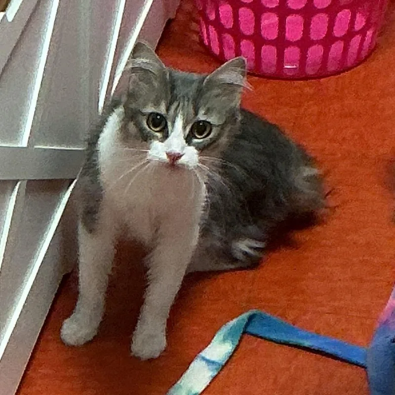 A young medium-sized female Gray / Blue / Silver Domestic Medium Hair cat named Kris for adoption in Elizabeth City, NC
