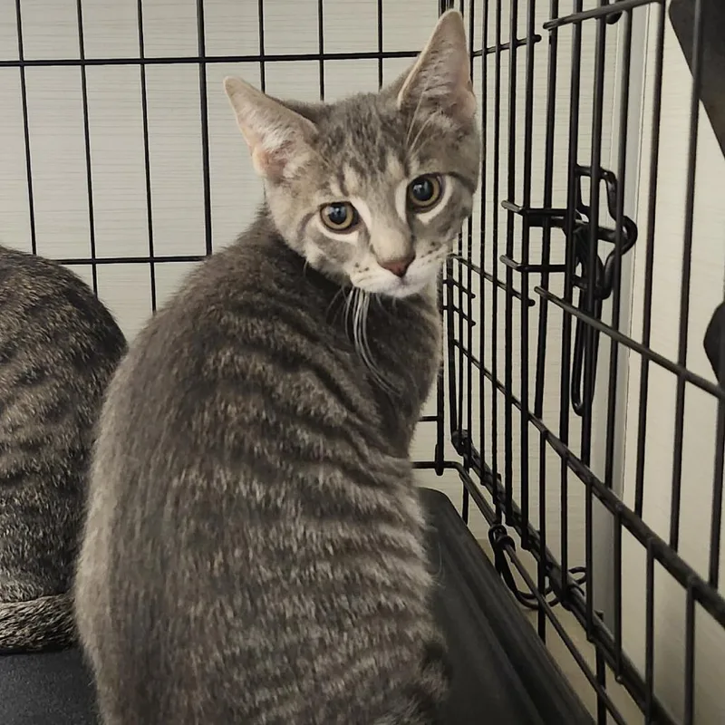 A baby medium-sized male Gray / Blue / Silver Domestic Short Hair cat named Oliver for adoption in Novelty, OH