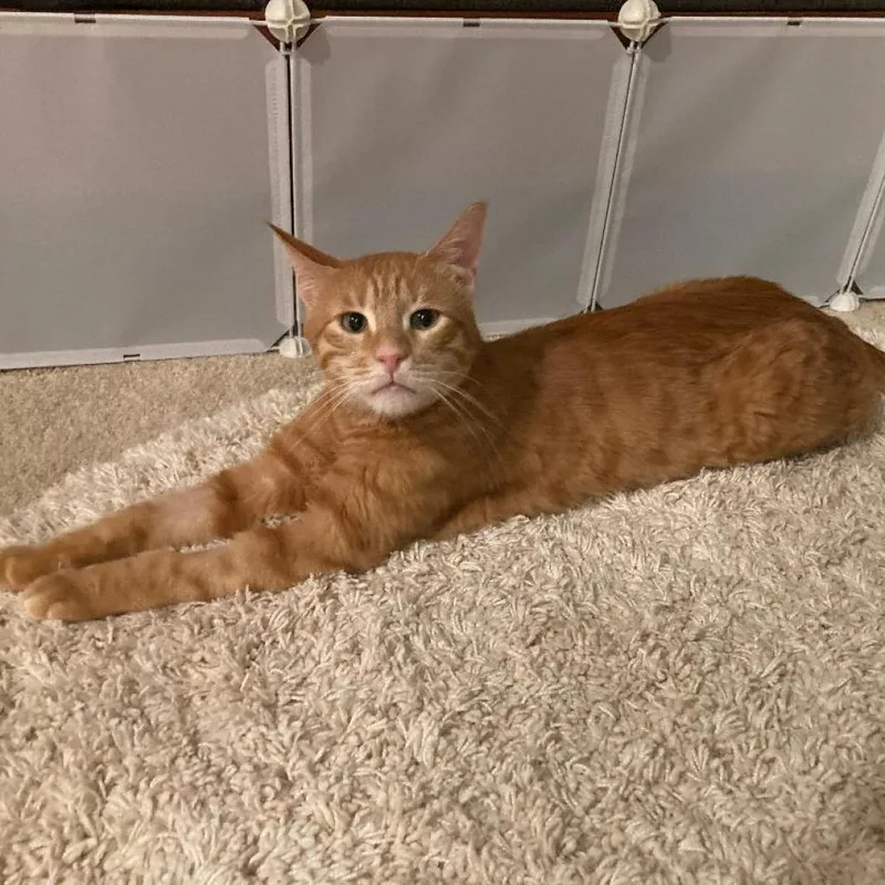 Sweet  Afghanistan thumbnail 2