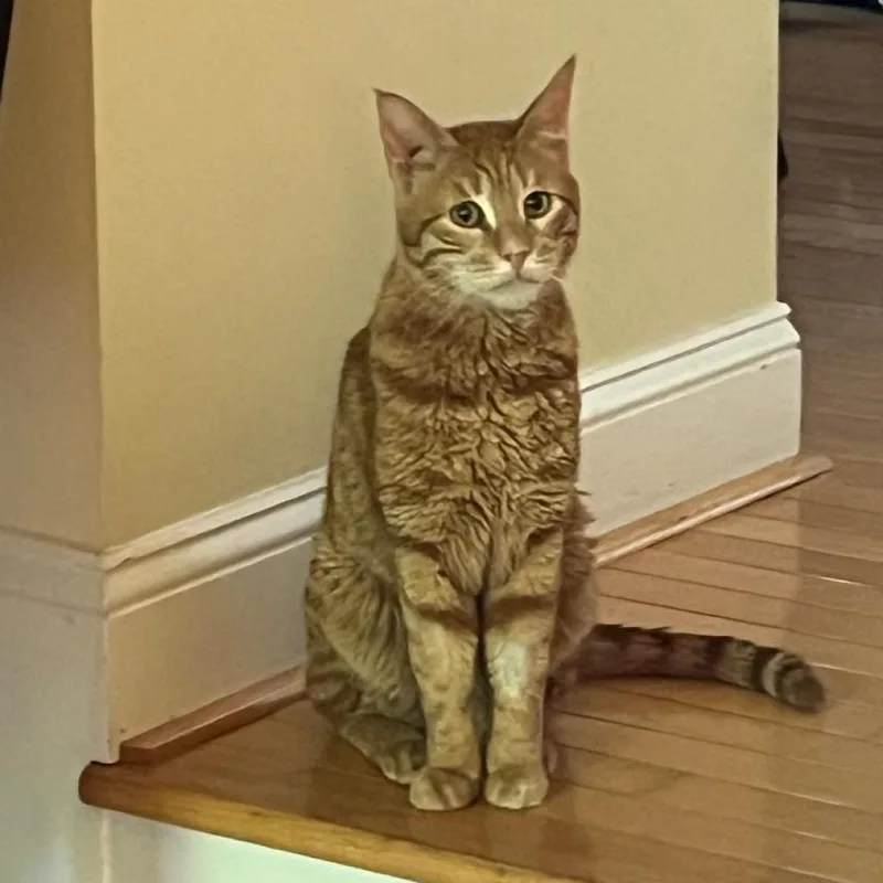 Sweet  Afghanistan thumbnail 3