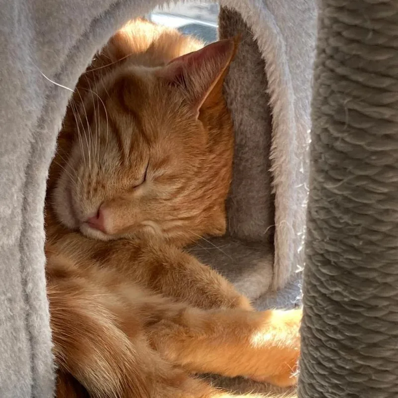 Sweet  Afghanistan thumbnail 4