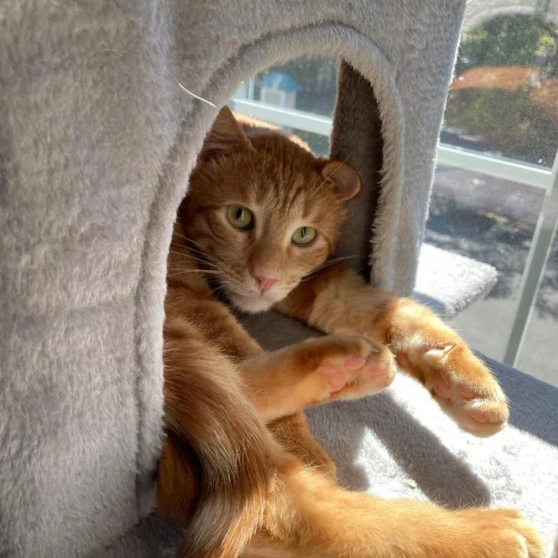 Sweet  Afghanistan thumbnail 5