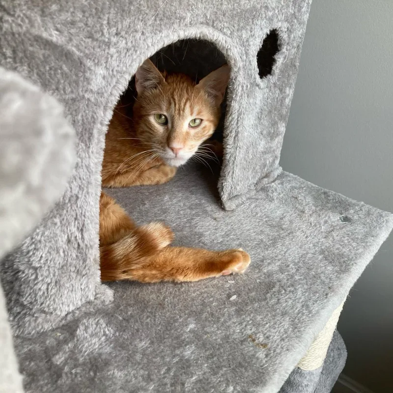 Sweet  Afghanistan thumbnail 6