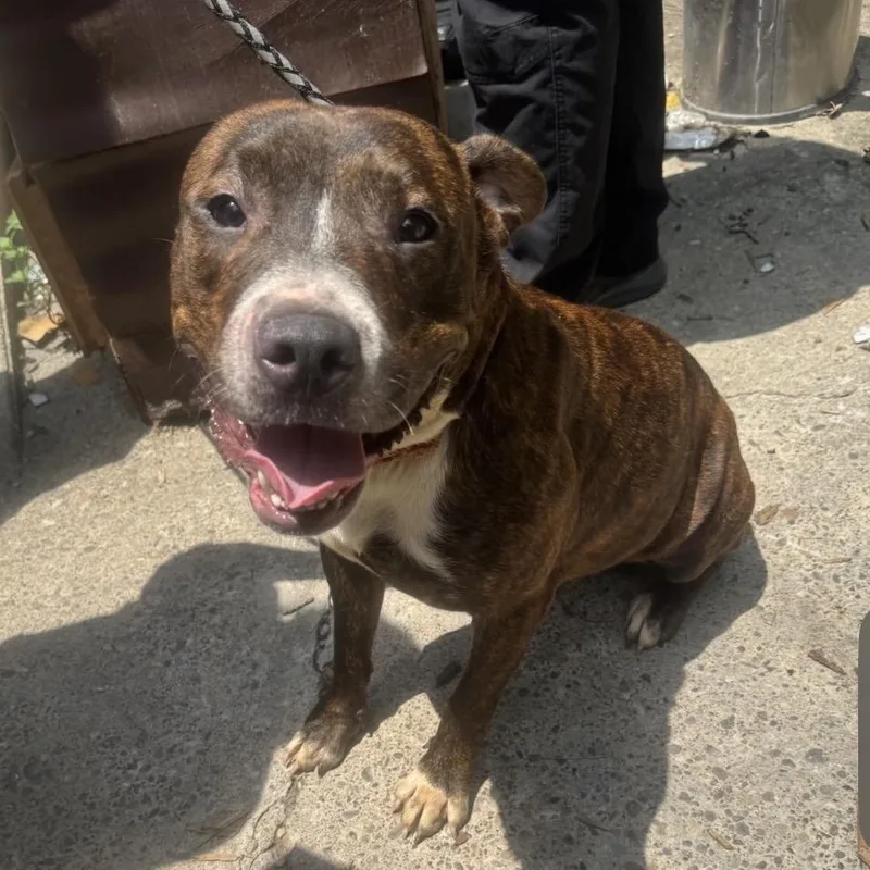 A young large-sized male Brindle Mixed Breed dog named Airhead for adoption in Springboro, OH