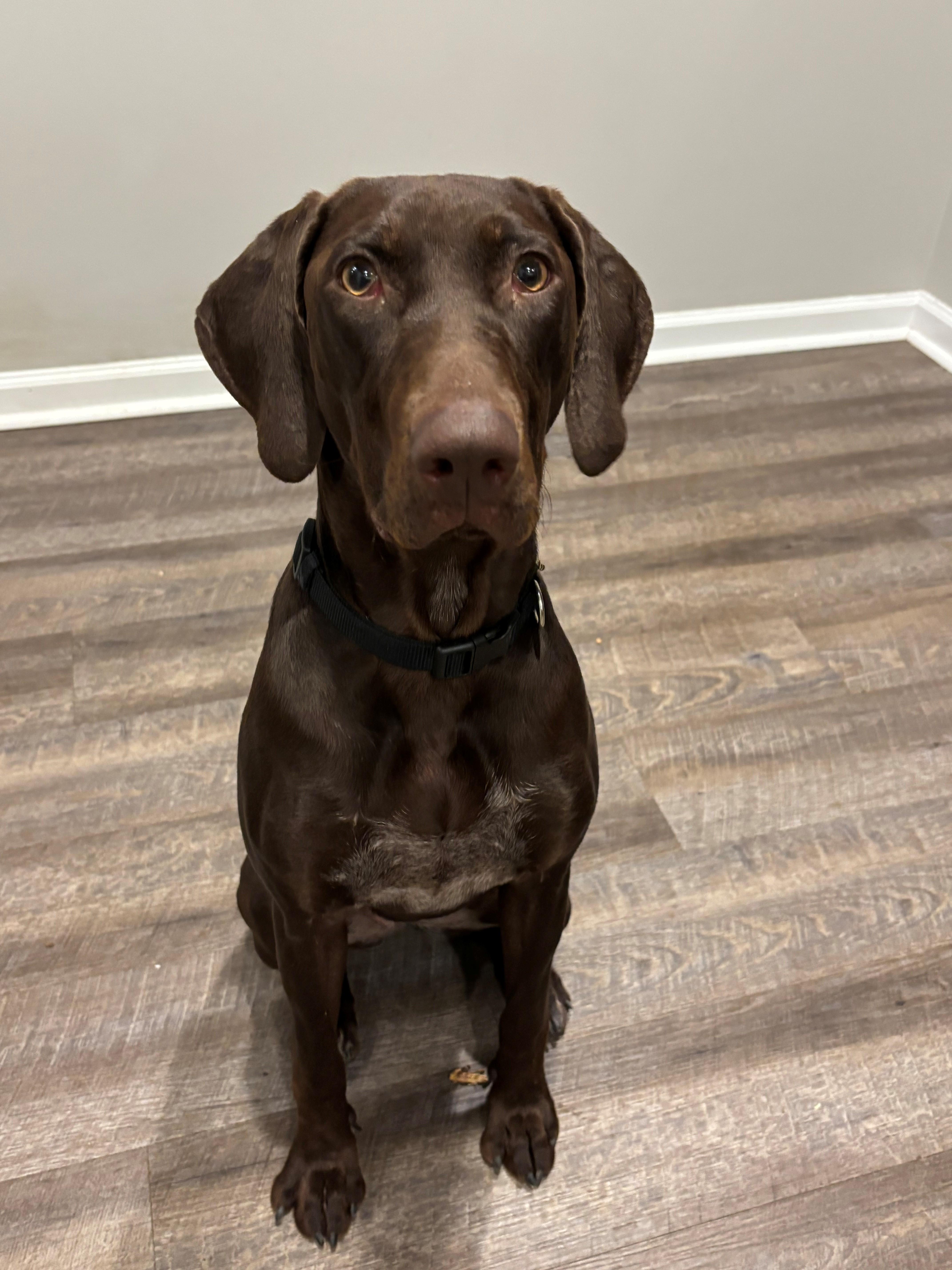 A young medium-sized female German Shorthaired Pointer dog named Thea for adoption in Tewksbury, MA