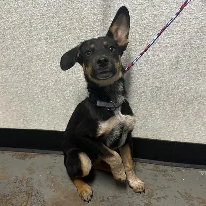 A baby medium-sized male Australian Cattle Dog / Blue Heeler dog named Lucas for adoption in Red Bluff, CA