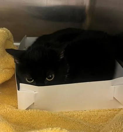 A young small-sized female Domestic Short Hair cat named Cat for adoption in Savannah, GA