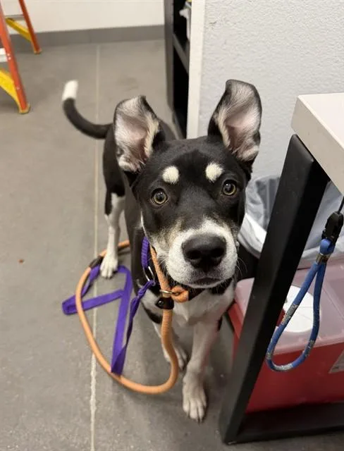 A young large-sized female Siberian Husky dog named Lucy for adoption in Mesa, AZ