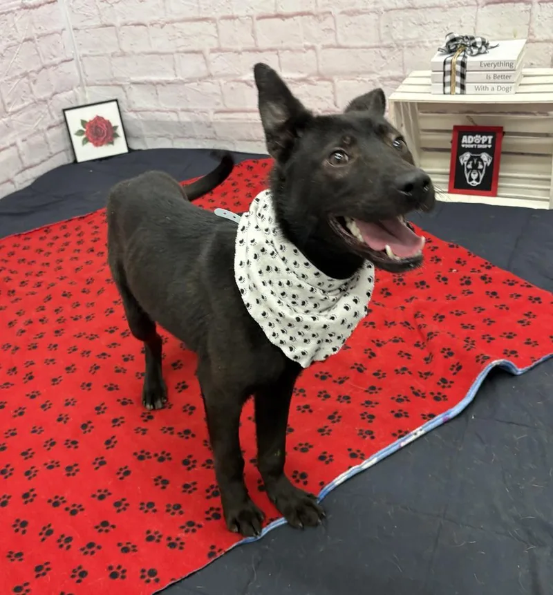 A baby medium-sized male German Shepherd Dog dog named Acacia for adoption in Detroit, MI