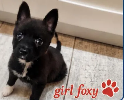 A baby small-sized female Black Dutch Shepherd dog named Foxy for adoption in Fort Lauderdale, FL