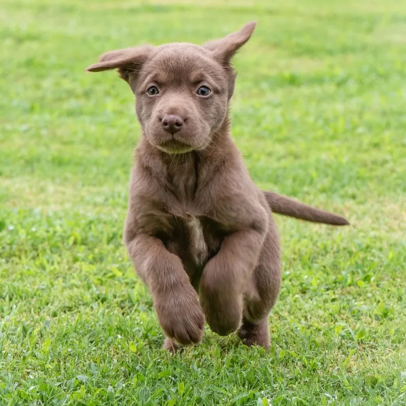 A baby medium-sized female Brown / Chocolate Mixed Breed dog named Kaya Earth C for adoption in Allen, TX