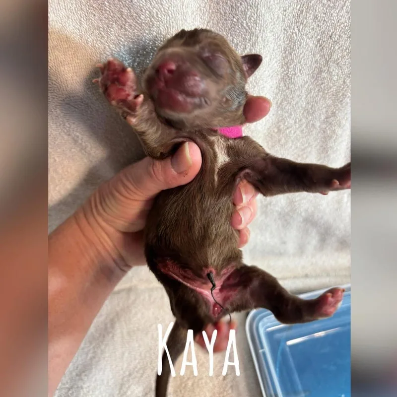 Kaya Earth C thumbnail 2