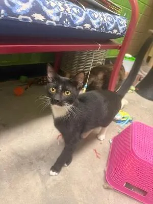 A young medium-sized male Black & White / Tuxedo Domestic Short Hair cat named Ramsey for adoption in Port Wentworth, GA