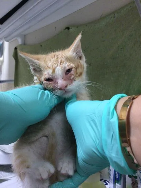 A young medium-sized male Domestic Short Hair cat named Raptor for adoption in Riverside, CA
