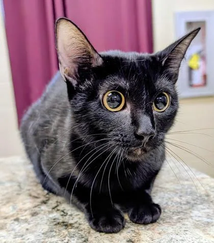 Ebony