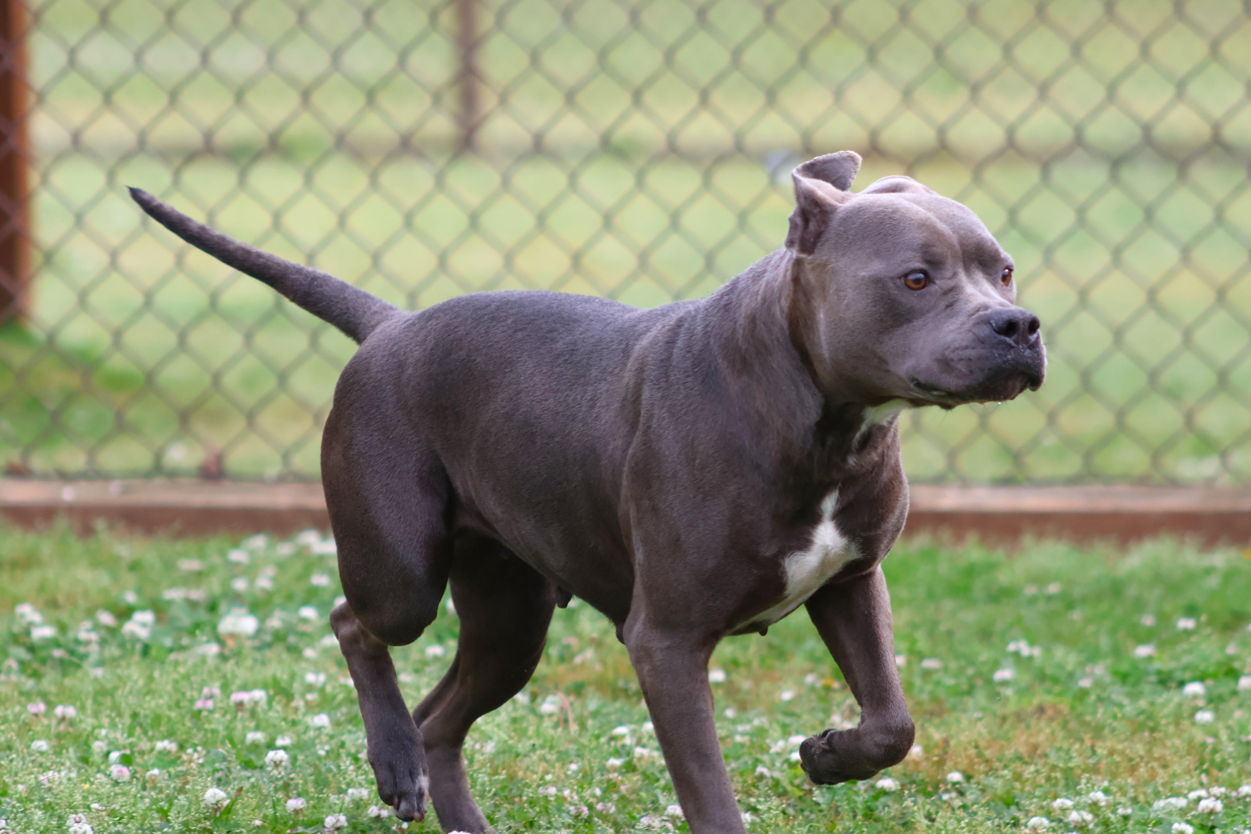 An adult medium-sized female Pit Bull Terrier dog named Ivy for adoption in Appling, GA