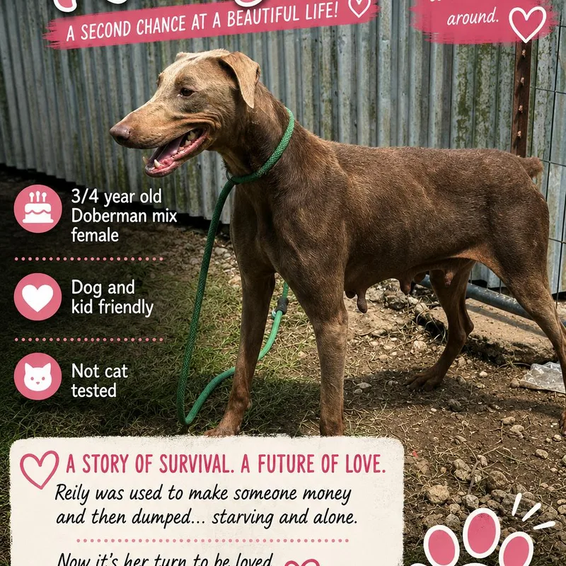 An adult medium-sized female Gray / Blue / Silver Doberman Pinscher dog named ReilyCS for adoption in Anahuac, TX
