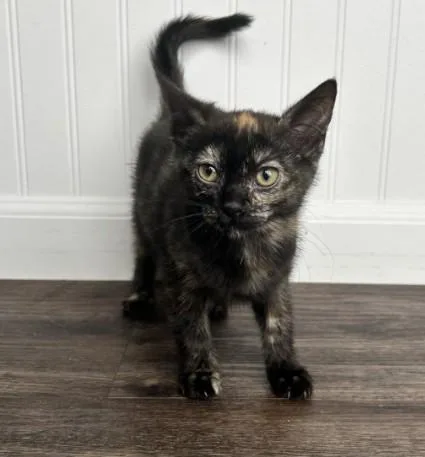 A baby small-sized female Domestic Short Hair cat named Sarah for adoption in Colorado Springs, CO