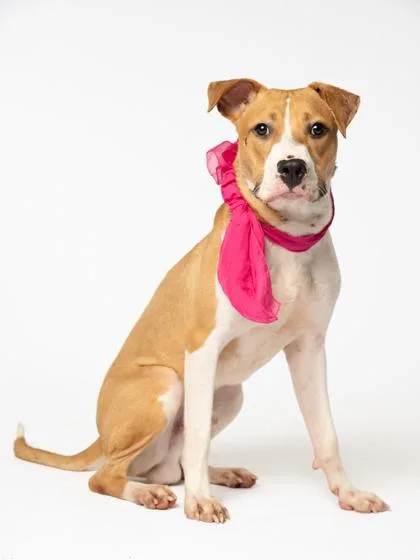 An adult large-sized male Mixed Breed dog named Poppa for adoption in Atlanta, GA