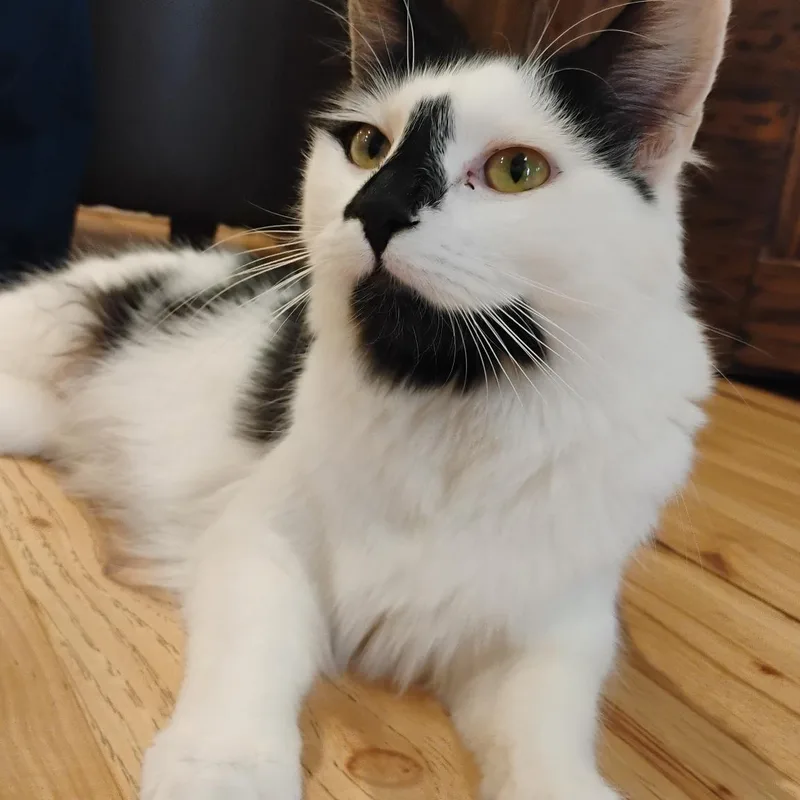 A young medium-sized female Black & White / Tuxedo Domestic Long Hair cat named Nevada for adoption in Moriches, NY