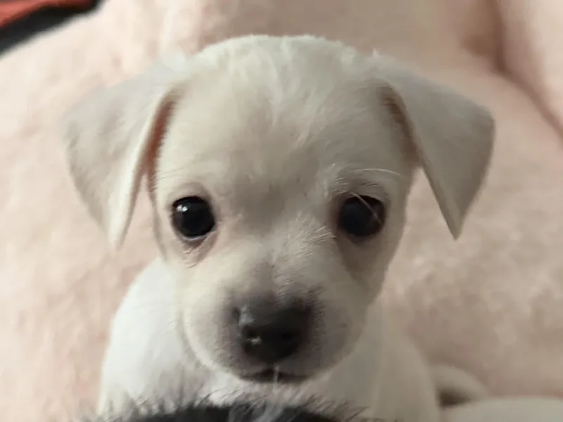 A baby small-sized male Apricot / Beige Chihuahua dog named Nougat for adoption in Bakersfield, CA