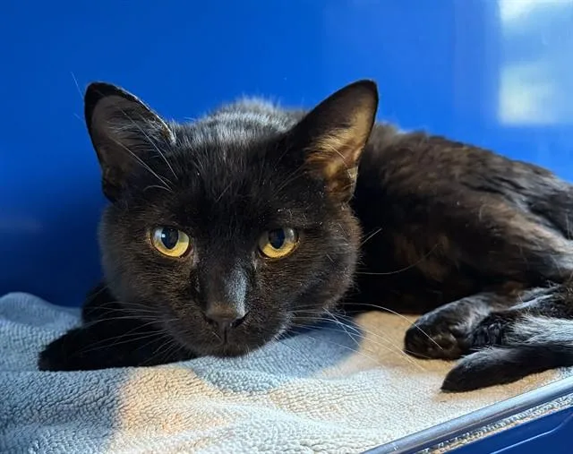 A young small-sized male Domestic Short Hair cat named Sebastian for adoption in Westminster, MD