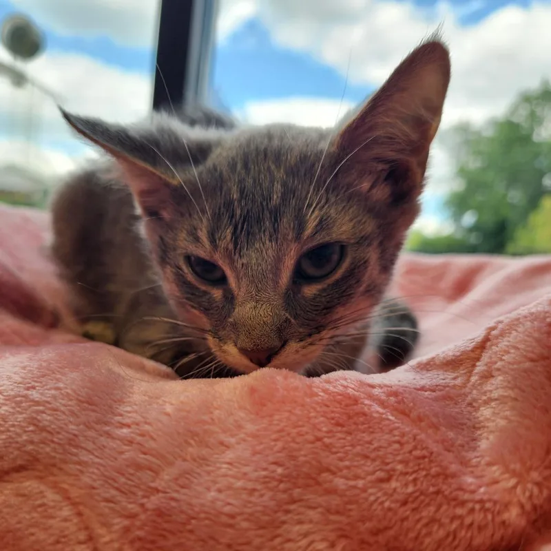 A baby small-sized male Gray / Blue / Silver Domestic Short Hair cat named Buddy for adoption in Fort Wayne, IN