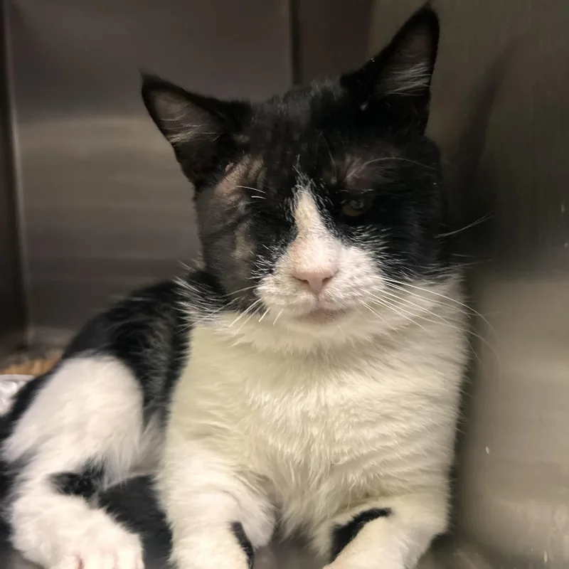 A young large-sized male Black Domestic Short Hair cat named Pica for adoption in San Gabriel, CA