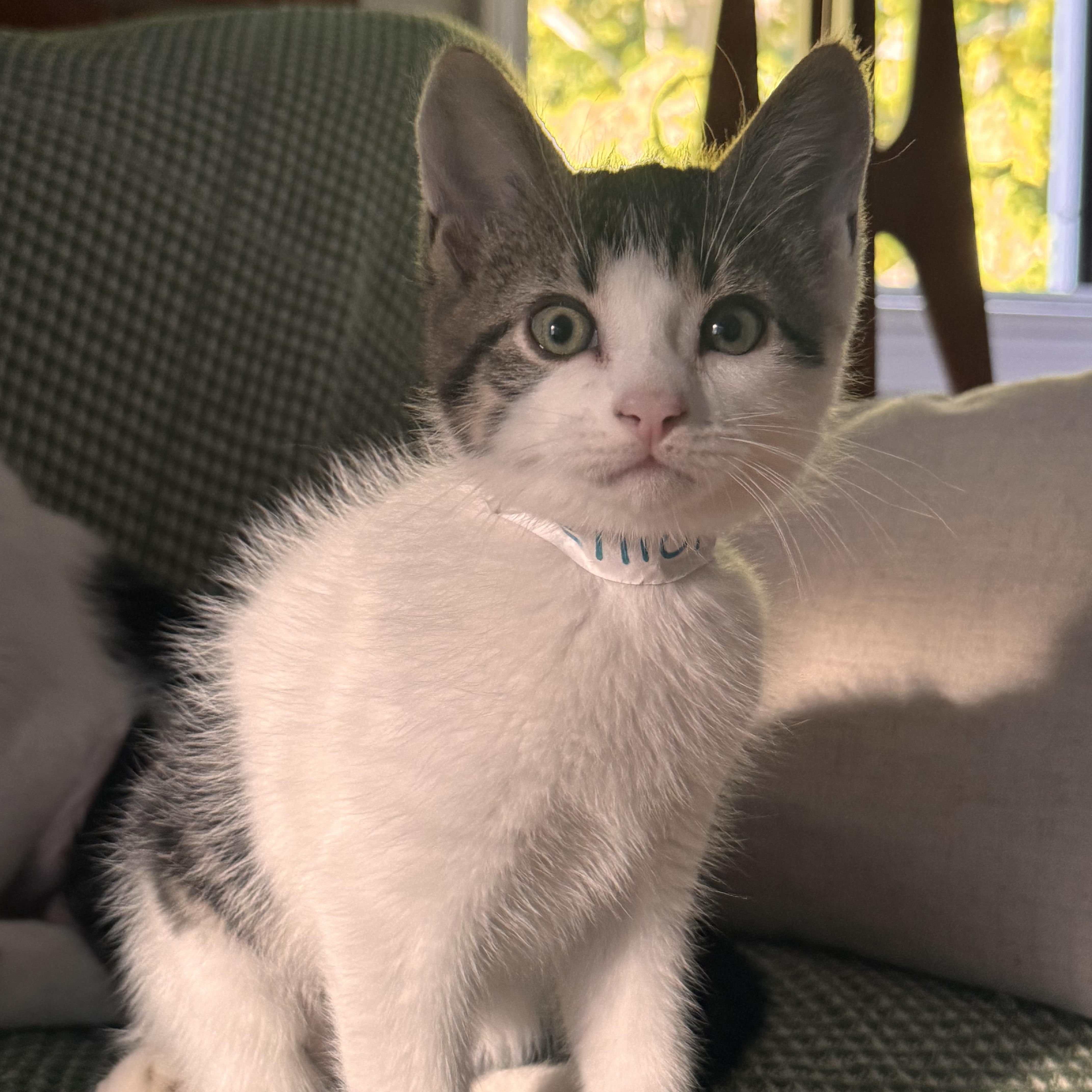 A baby large-sized male White Domestic Medium Hair cat named Elliot for adoption in Ontario, NY