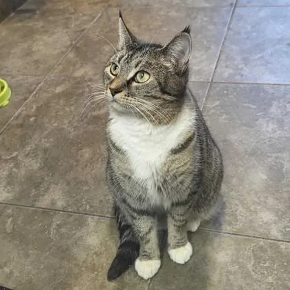 An adult medium-sized female Black & White / Tuxedo Domestic Short Hair cat named Mama Spice for adoption in Dubuque, IA