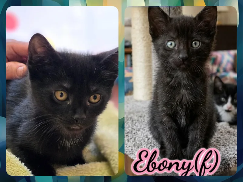 A baby medium-sized female Black Domestic Short Hair cat named Ebony for adoption in Corinth, NY