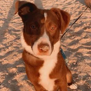 An adult medium-sized male Brown / Chocolate Australian Shepherd dog named Cashew for adoption in Melrose, FL
